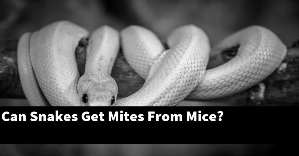 Can Snakes Get Mites From Mice? My Reptile Blog