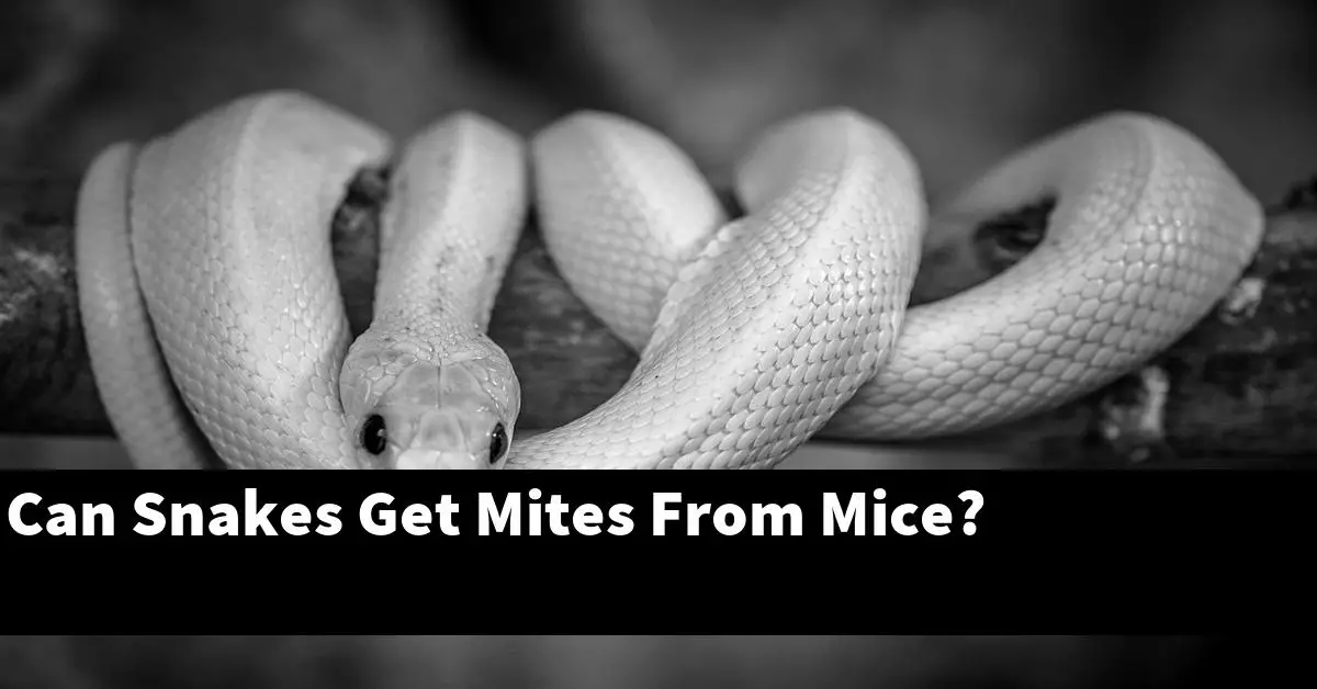 Can Snakes Get Mites From Mice?
