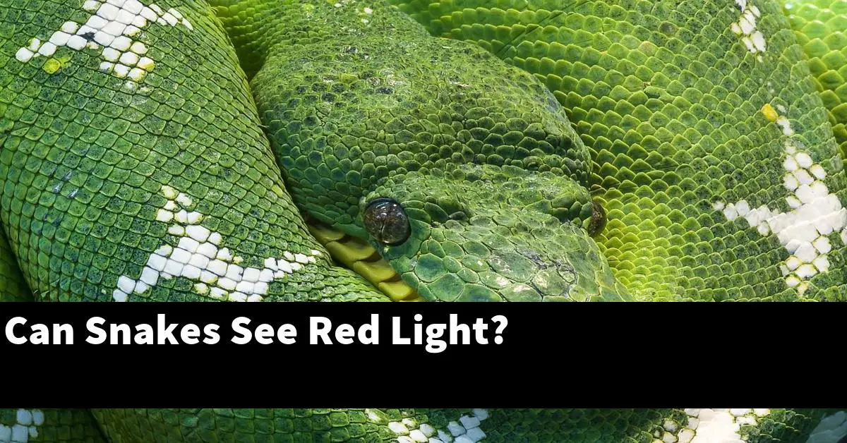 Can Snakes See Red Light?