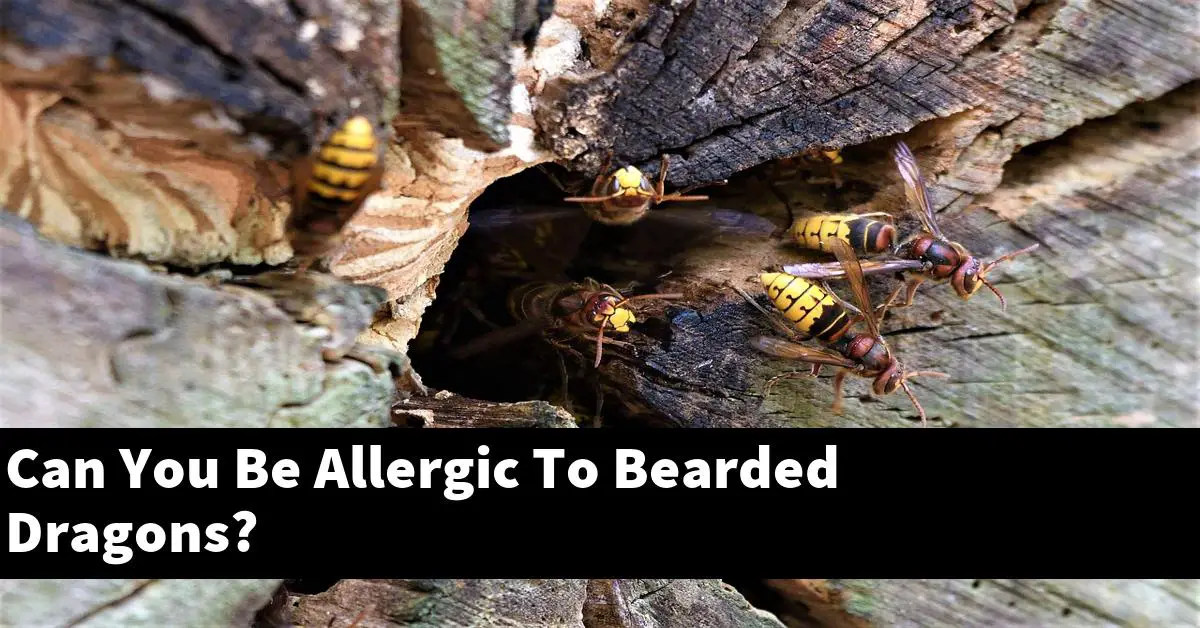 Can You Be Allergic To Bearded Dragons?