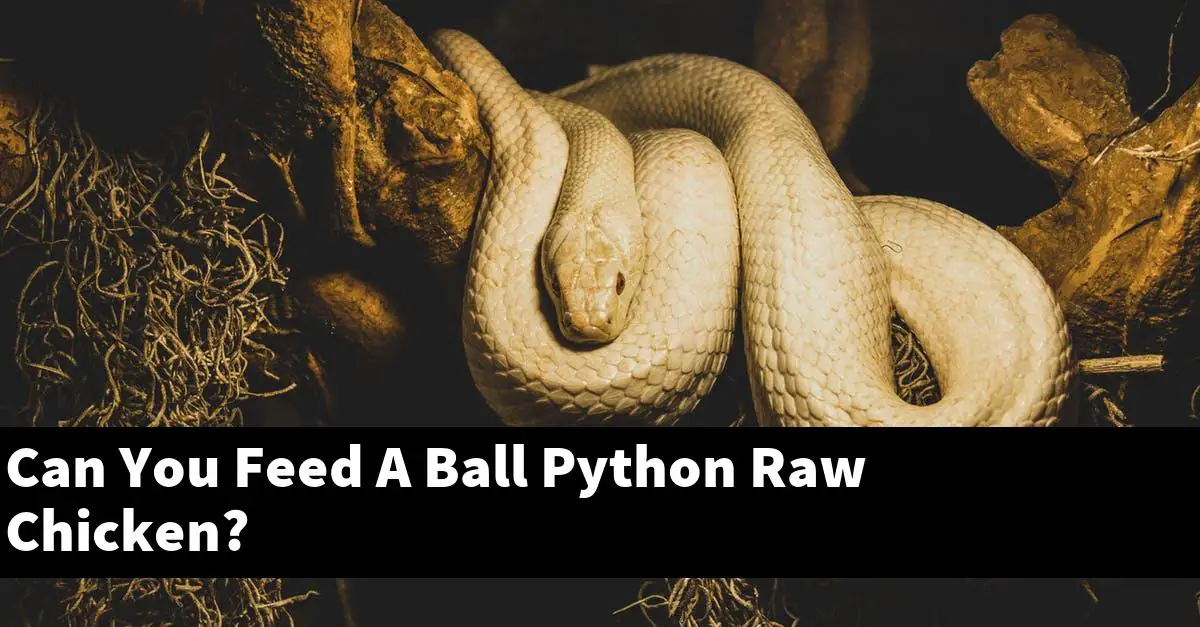 Can You Feed A Ball Python Raw Chicken?