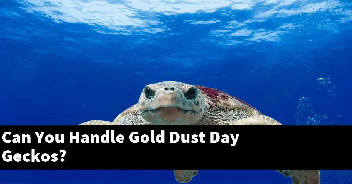 Can You Handle Gold Dust Day Geckos?