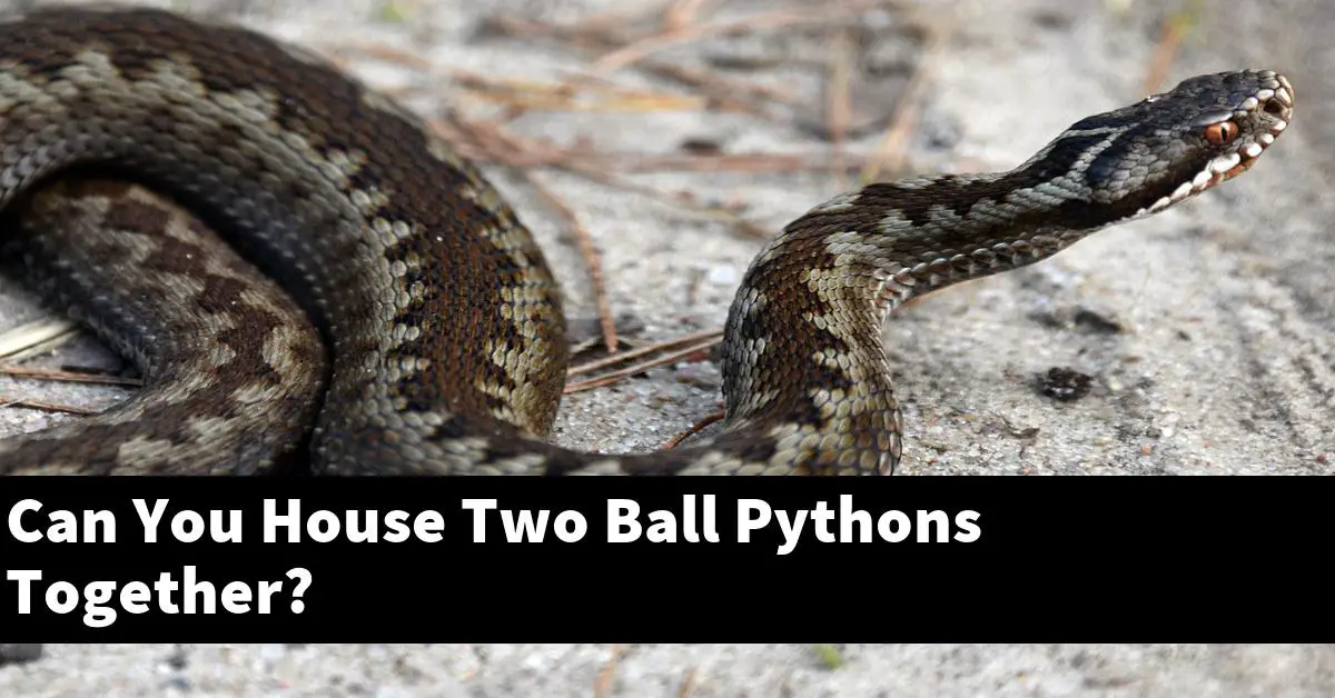 Can You House Two Ball Pythons Together?