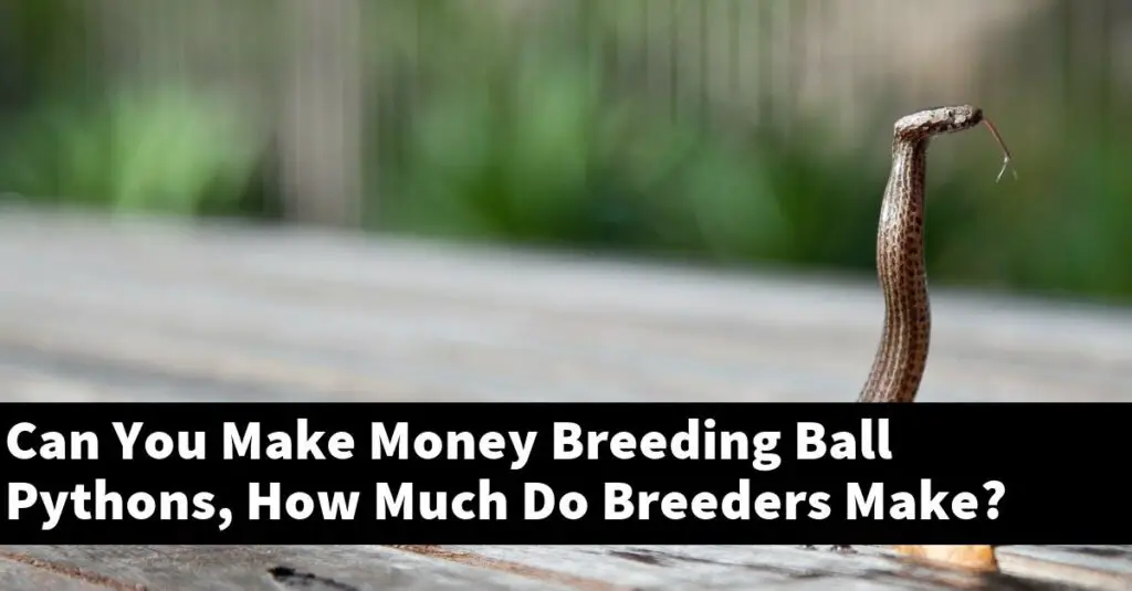 Can You Make Money Breeding Ball Pythons, How Much Do Breeders Make