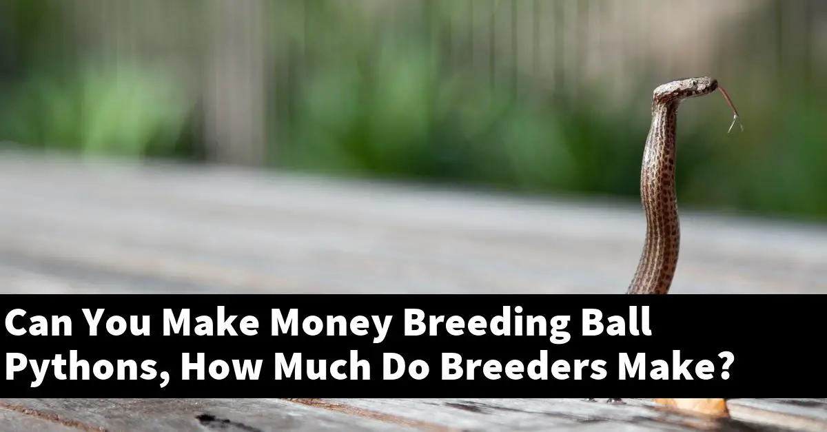 Can You Make Money Breeding Ball Pythons, How Much Do Breeders Make?