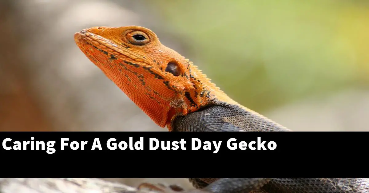 Caring For A Gold Dust Day Gecko