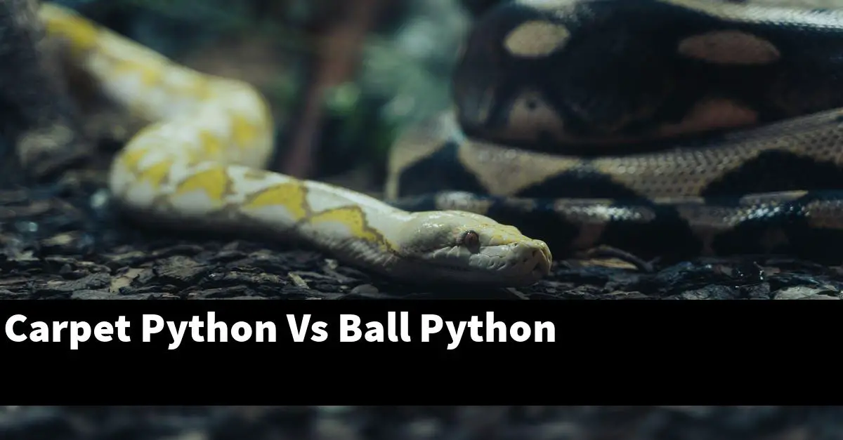 Carpet Python Vs Ball Python