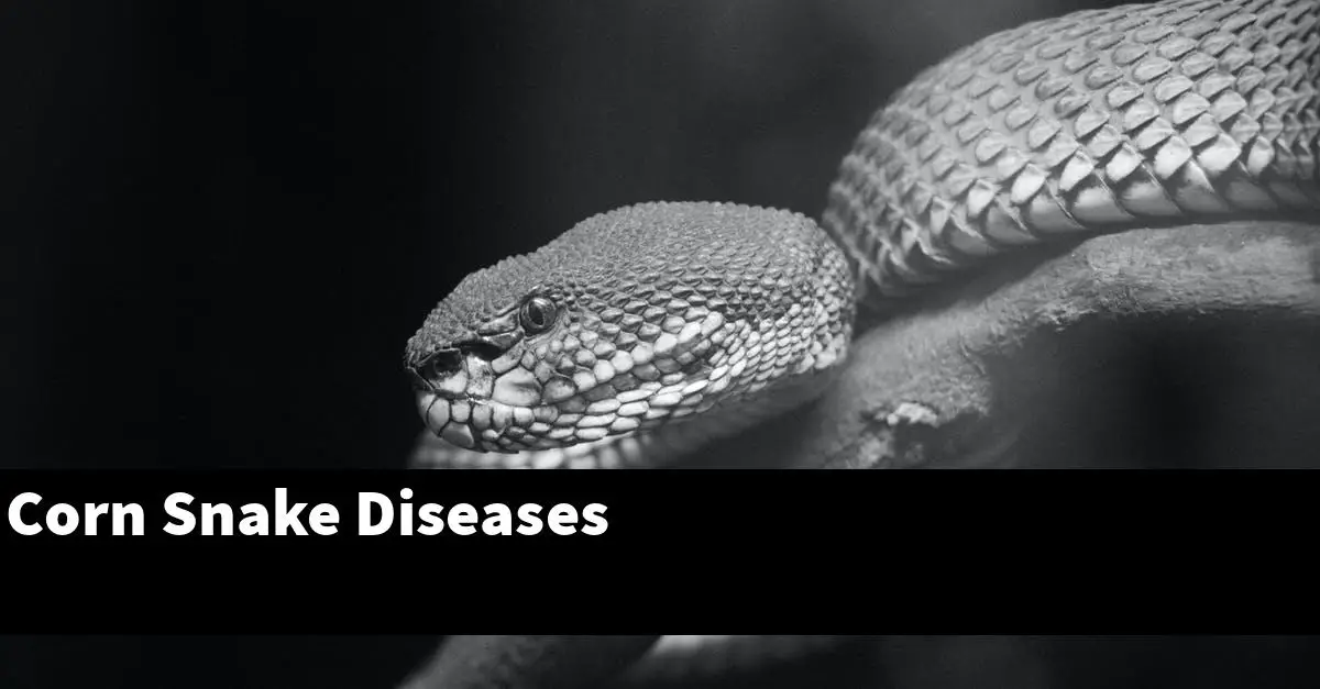 Corn Snake Diseases
