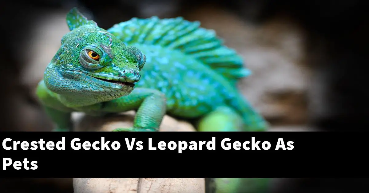 Crested Gecko Vs Leopard Gecko As Pets