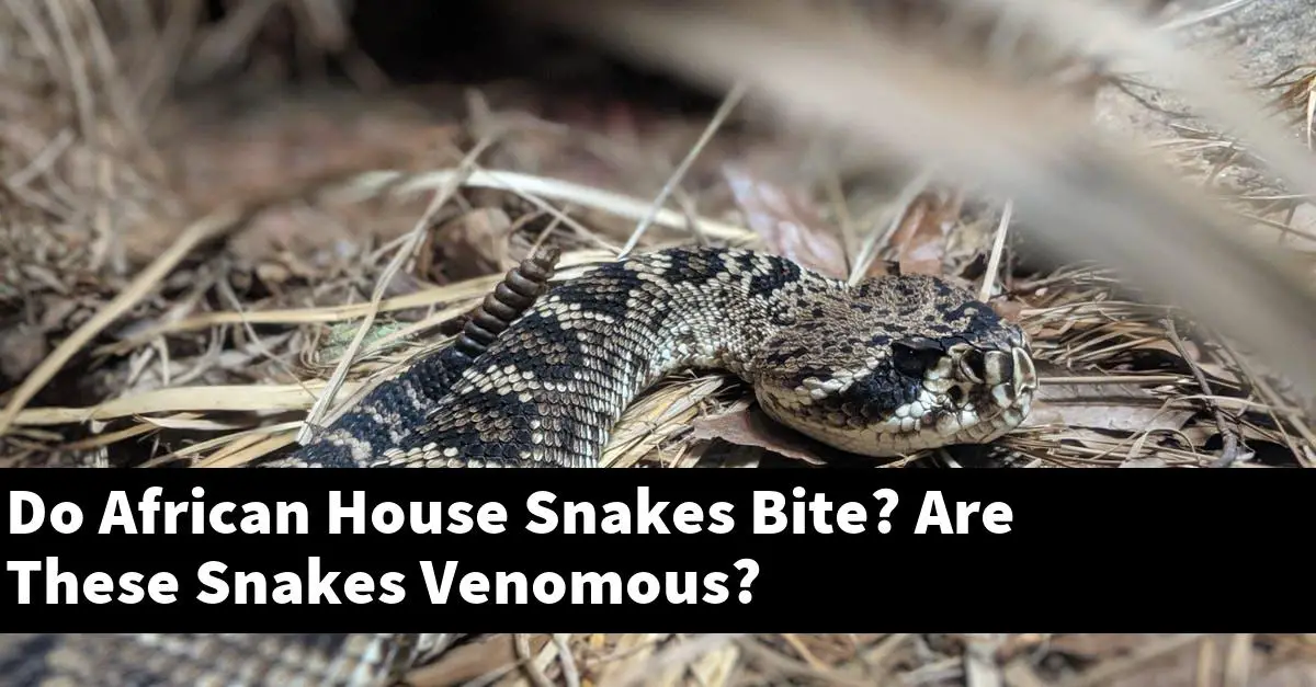 Do African House Snakes Bite? Are These Snakes Venomous?