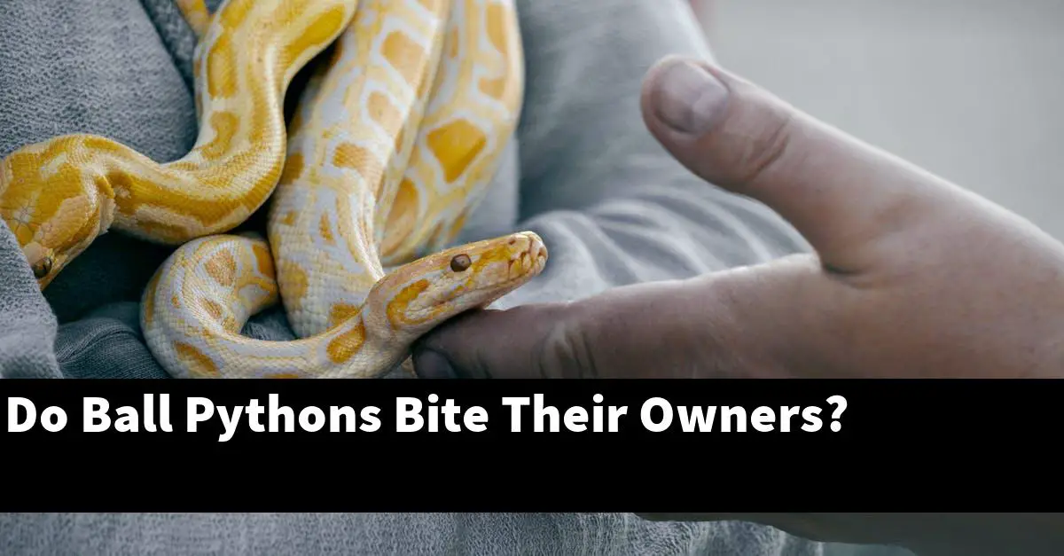 Do Ball Pythons Bite Their Owners?