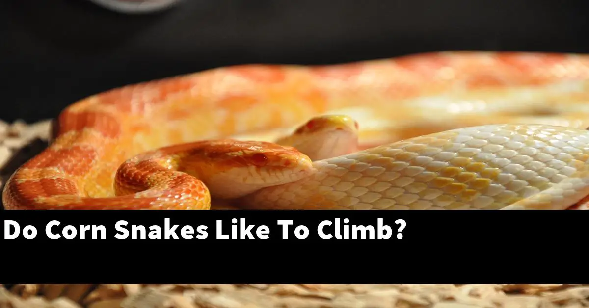 Do Corn Snakes Like To Climb?
