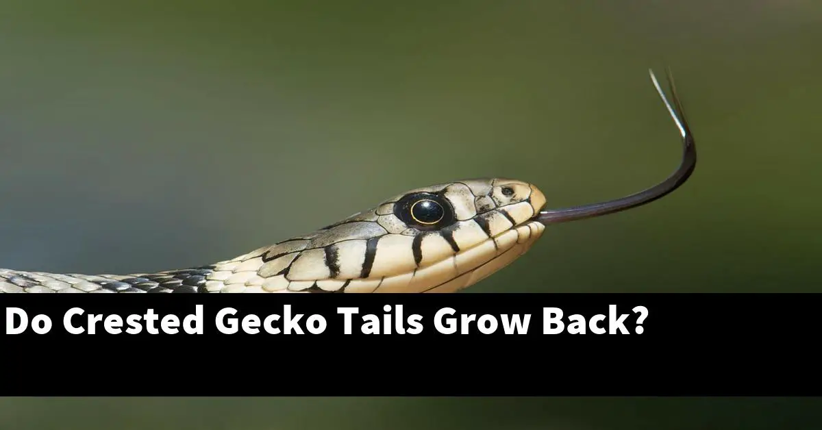 Do Crested Gecko Tails Grow Back?