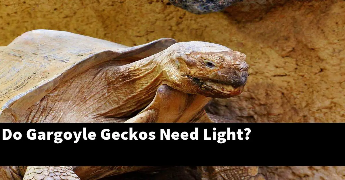 Do Gargoyle Geckos Need Light?