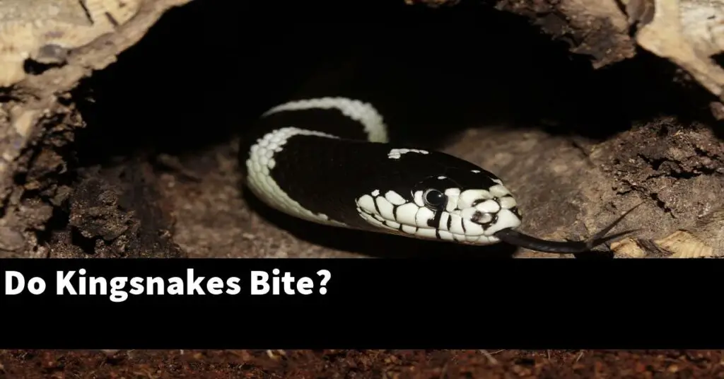 Do Kingsnakes Bite? Does It Hurt to Be Bitten by This Snake? - My ...