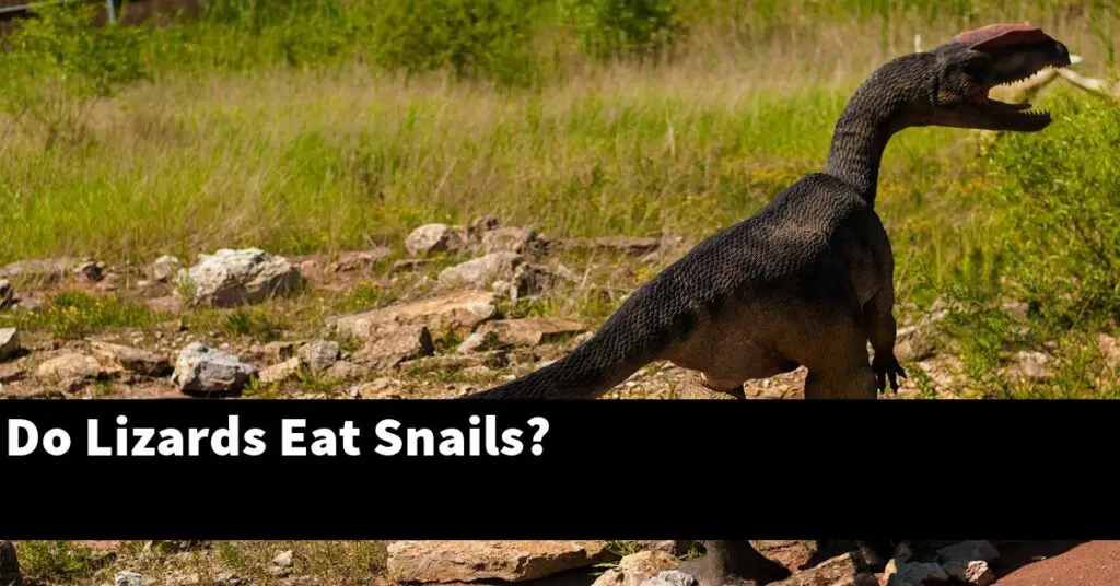 Do Lizards Eat Snails or Slugs? My Reptile Blog