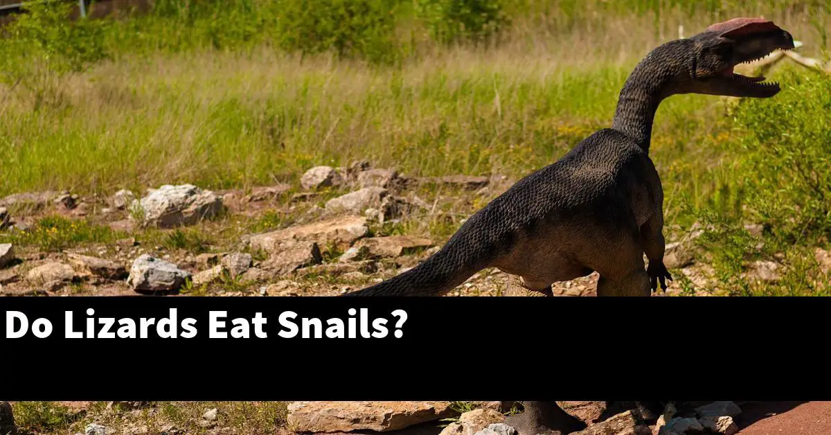 Do Lizards Eat Snails?