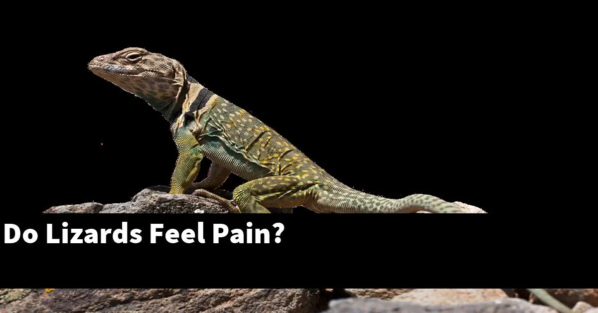 Do Lizards Feel Pain?