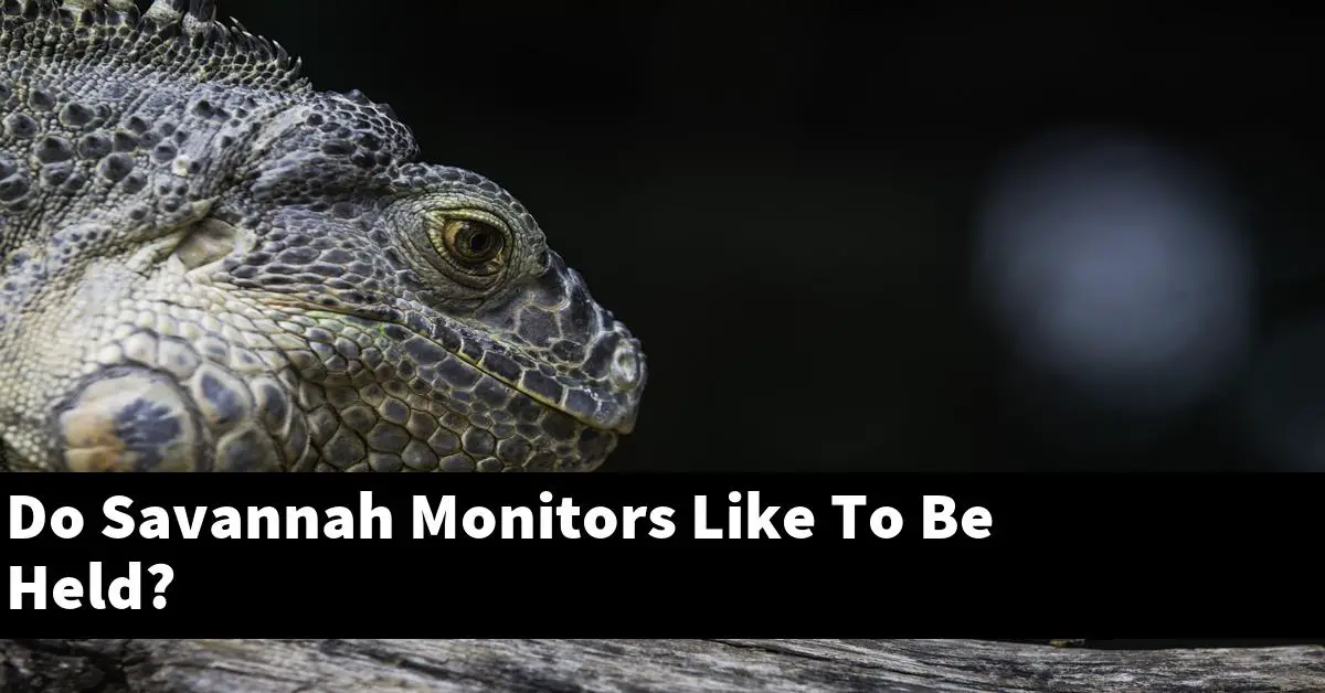 Do Savannah Monitors Like To Be Held?