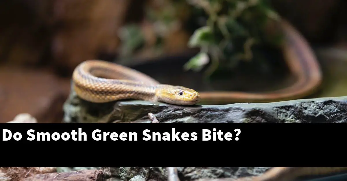 Do Smooth Green Snakes Bite?