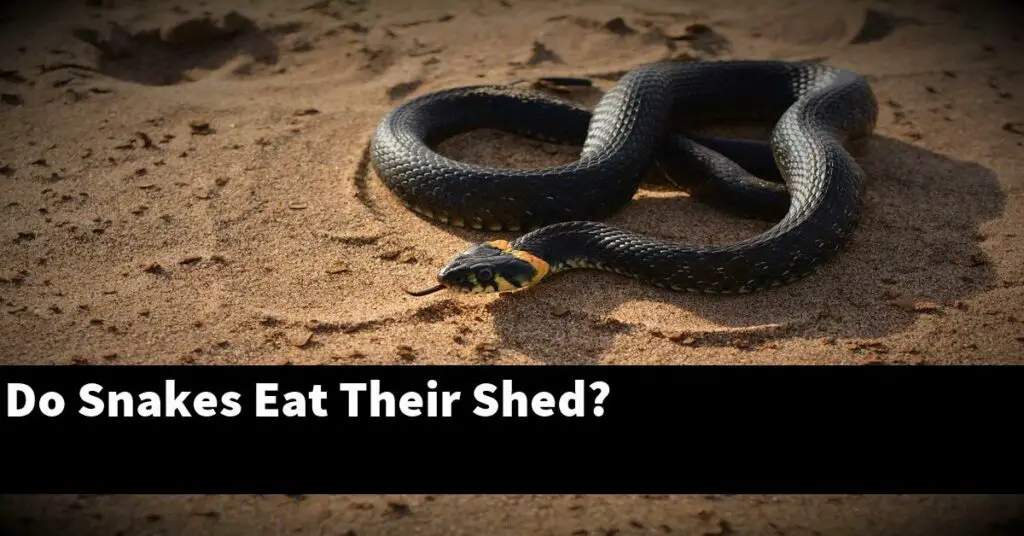 Do Snakes Eat Their Shed? My Reptile Blog