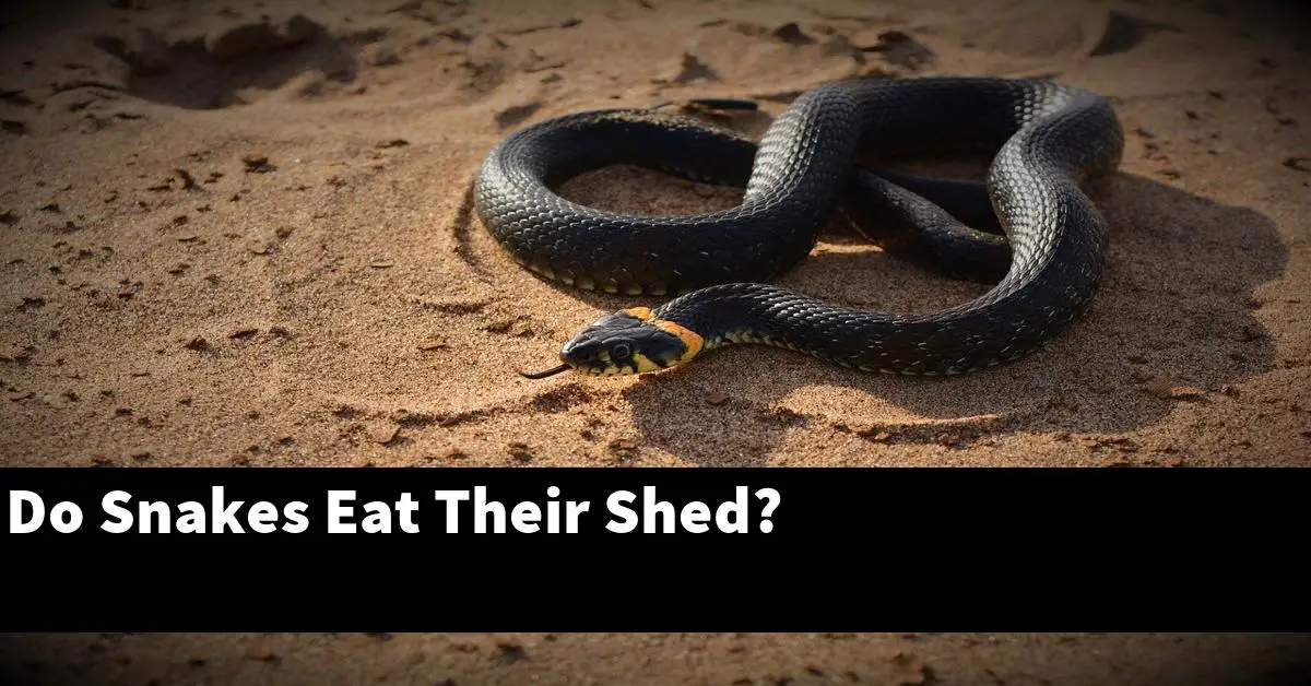 Do Snakes Eat Their Shed?