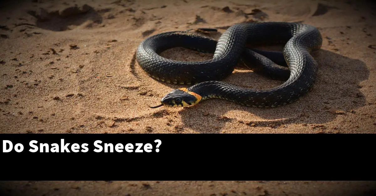 Do Snakes Sneeze?
