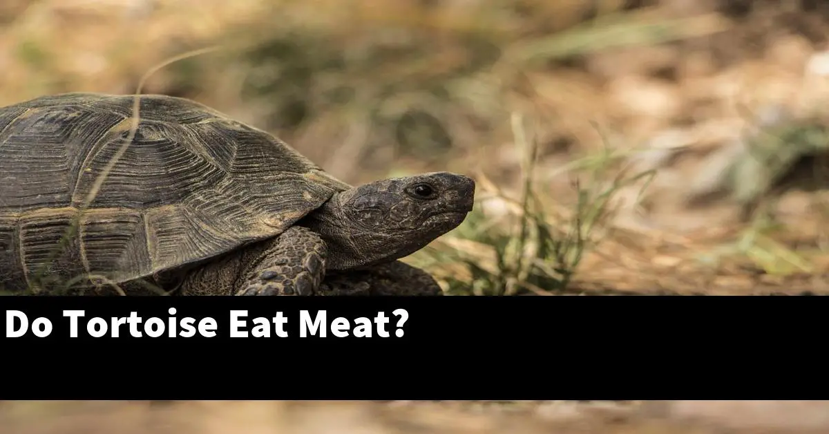 Do Tortoise Eat Meat?