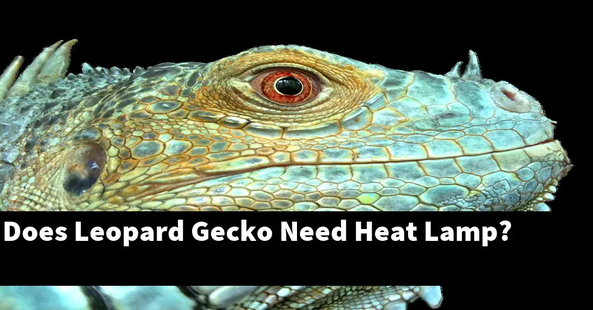Does Leopard Gecko Need Heat Lamp?