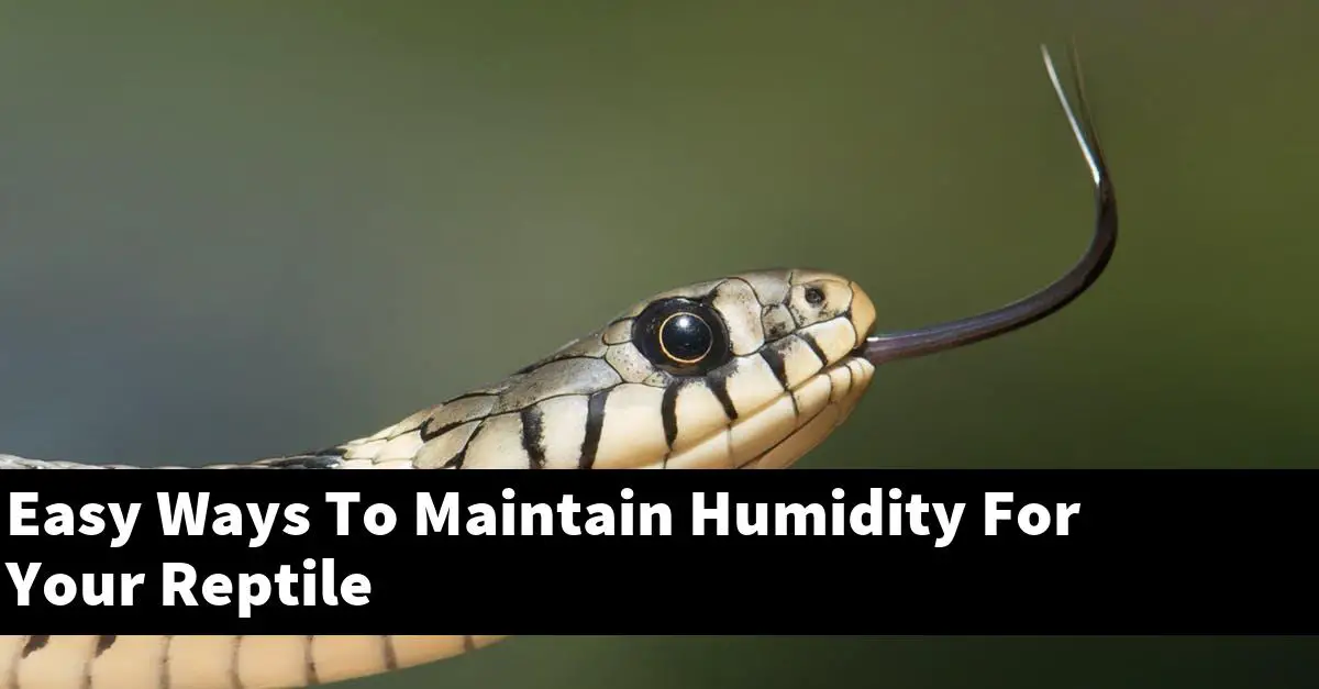 Easy Ways To Maintain Humidity For Your Reptile