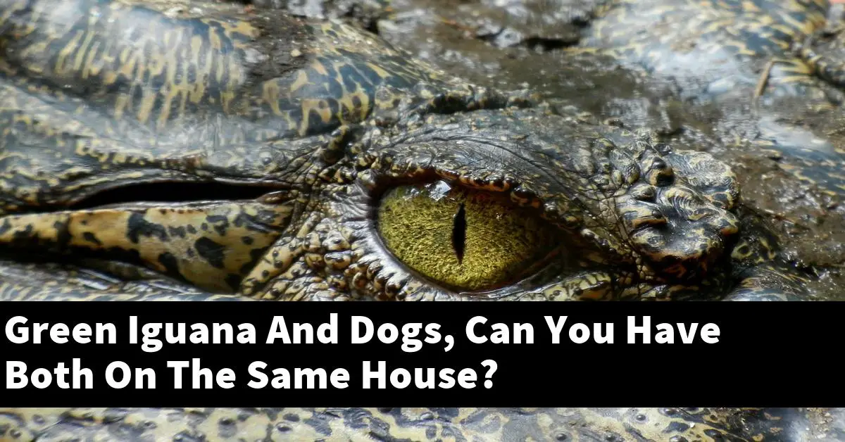 Green Iguana And Dogs, Can You Have Both On The Same House?