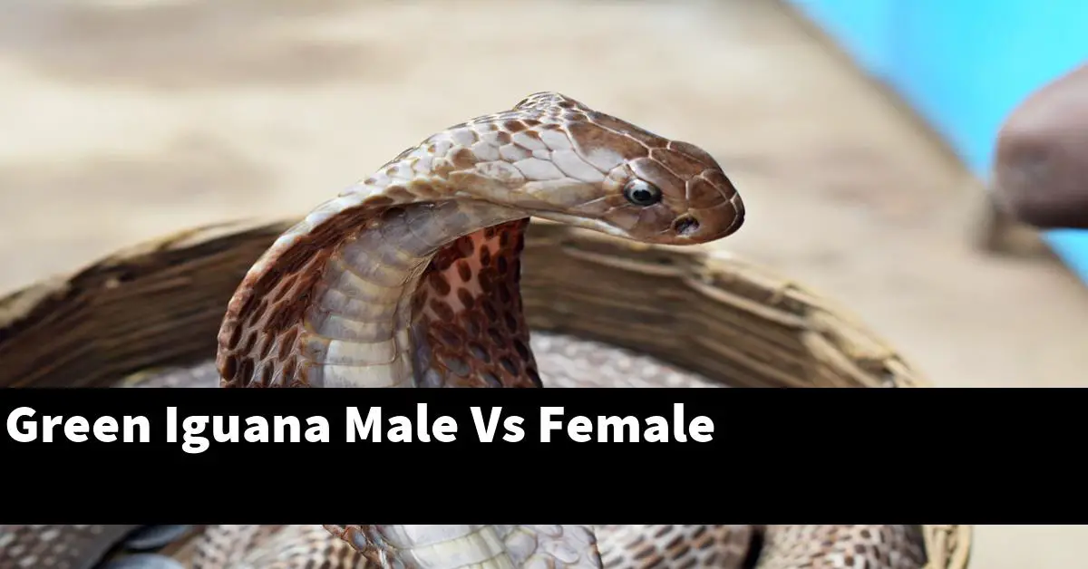 Green Iguana Male Vs Female