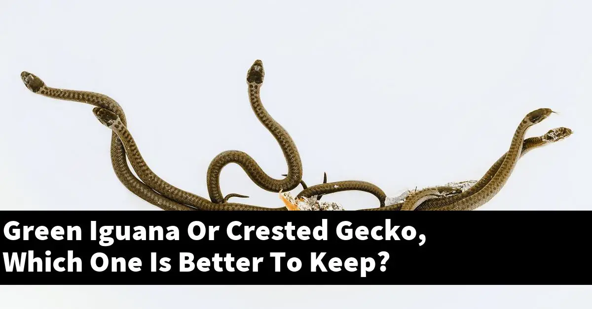 Green Iguana Or Crested Gecko, Which One Is Better To Keep?