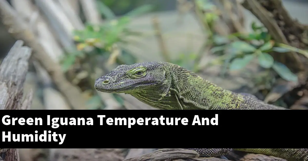 Green Iguana Temperature And Humidity
