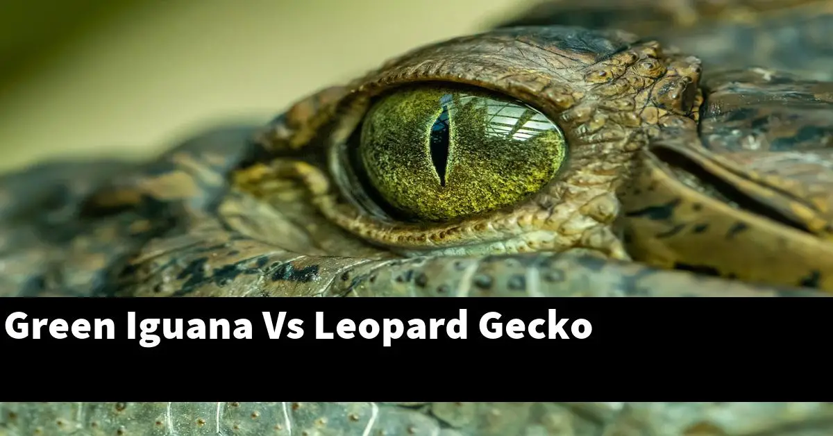Green Iguana Vs Leopard Gecko