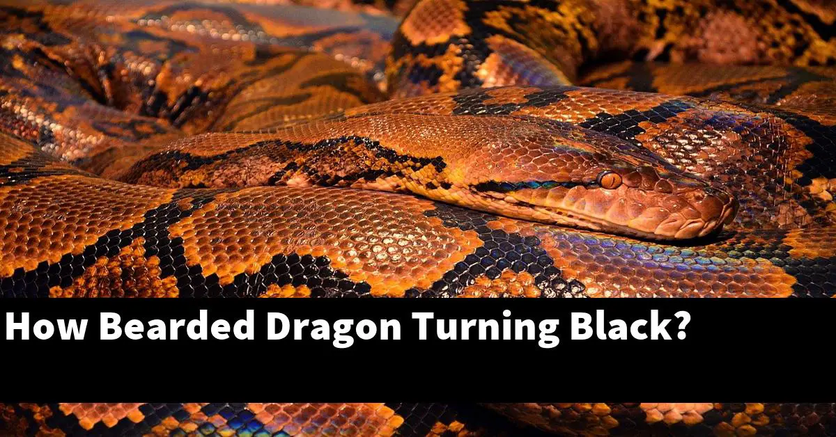 How Bearded Dragon Turning Black?