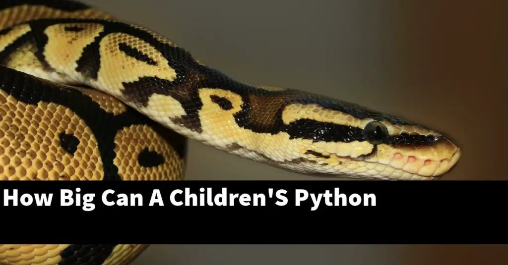 How Big Can A Children's Python - My Reptile Blog
