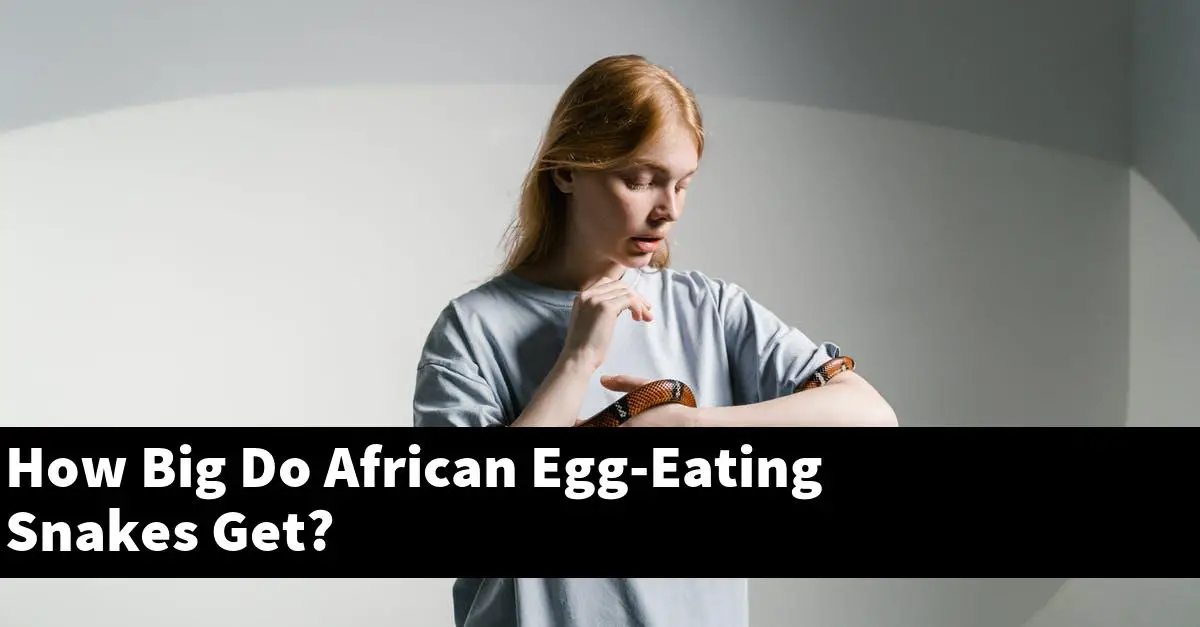 How Big Do African Egg-Eating Snakes Get?