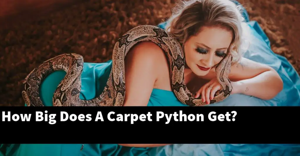 How Big Does A Carpet Python Get? My Reptile Blog