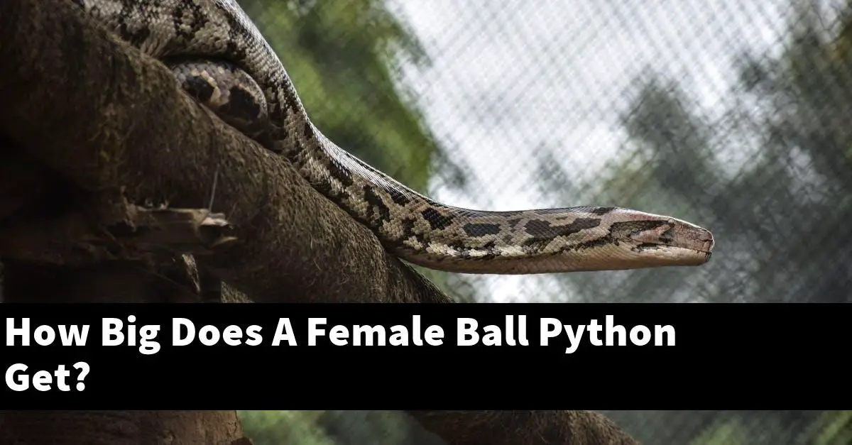 How Big Does A Female Ball Python Get?