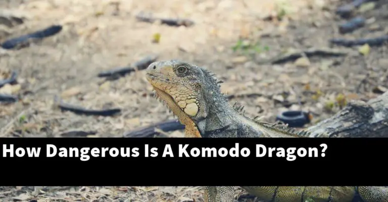 How Dangerous Is A Komodo Dragon? - My Reptile Blog