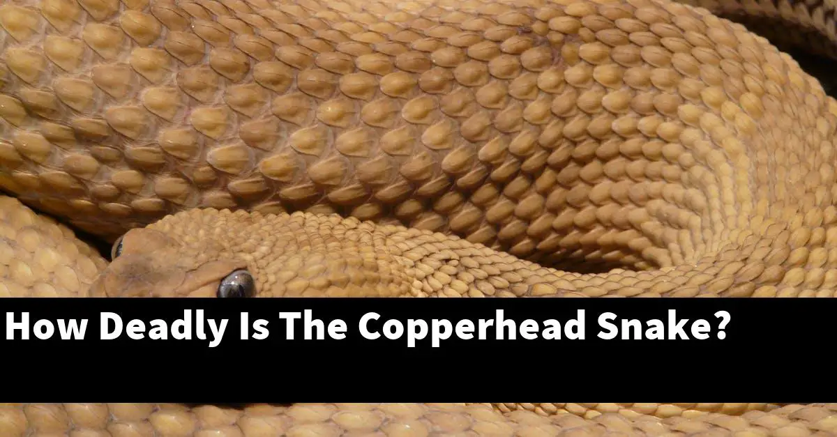 How Deadly Is The Copperhead Snake?