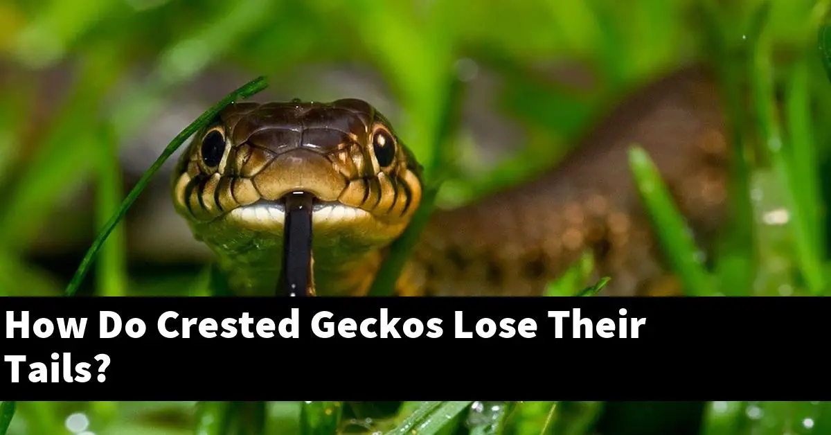 How Do Crested Geckos Lose Their Tails?