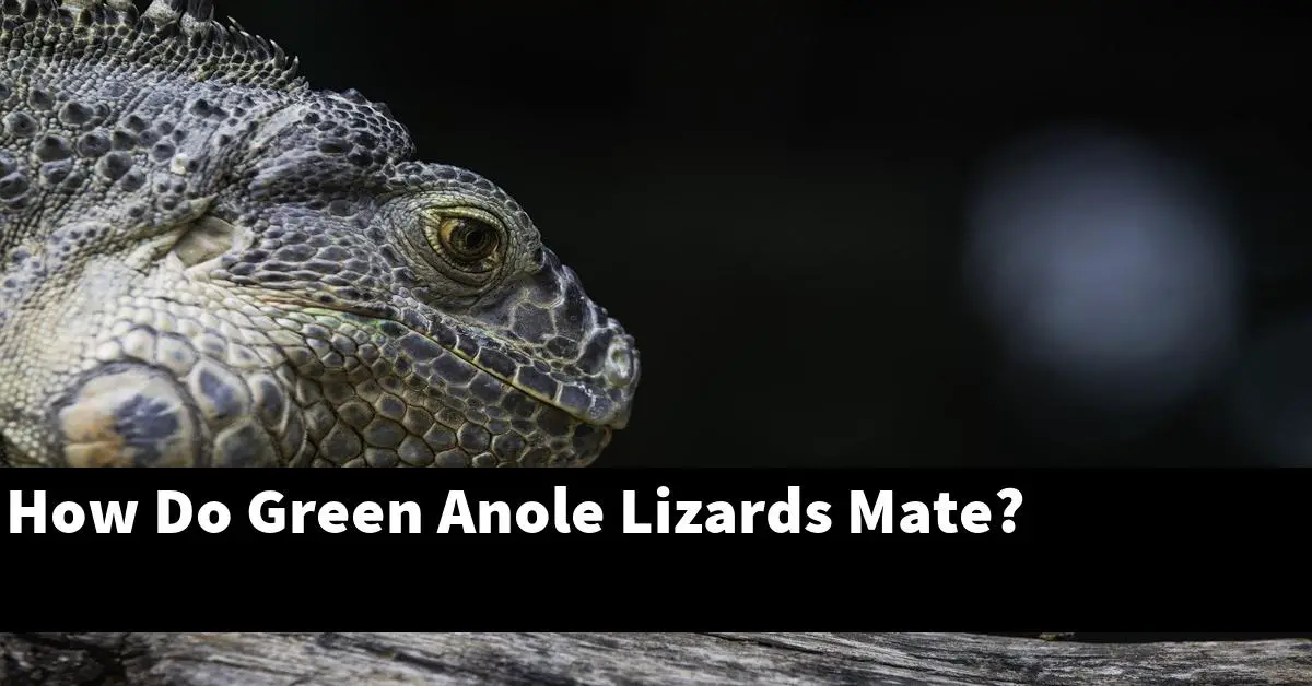 How Do Green Anole Lizards Mate?
