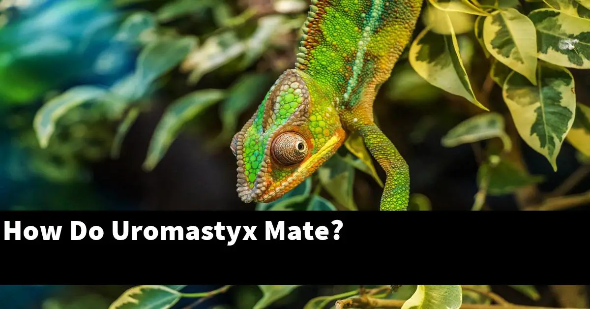 How Do Uromastyx Mate?