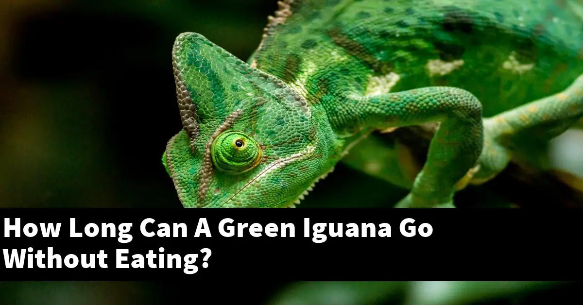 How Long Can A Green Iguana Go Without Eating?