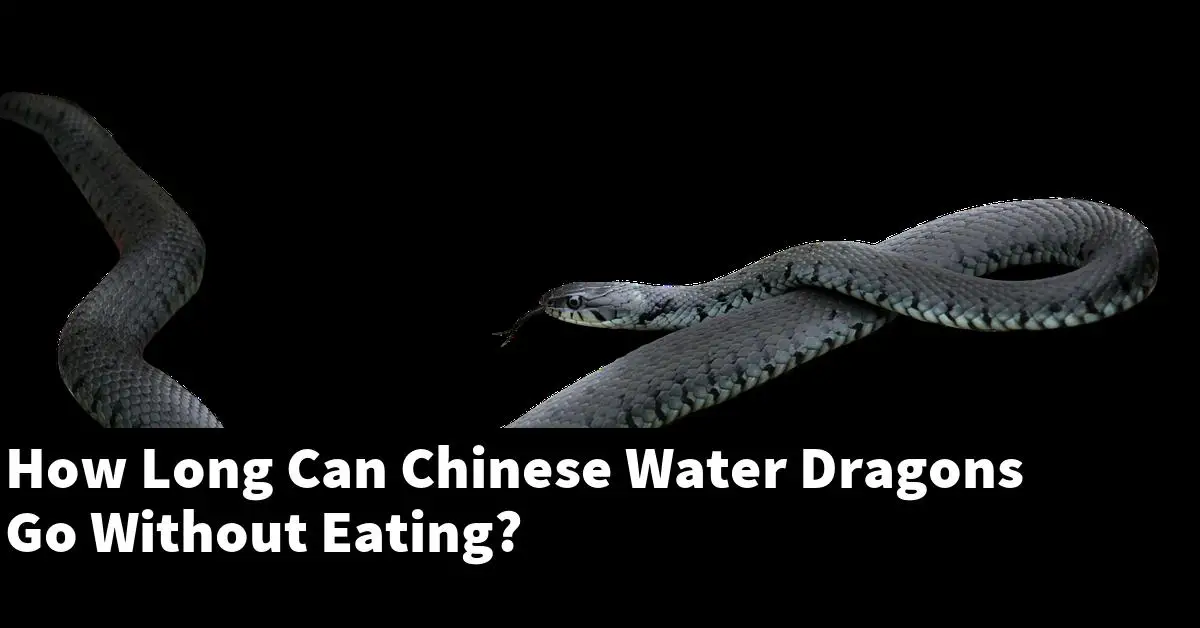 How Long Can Chinese Water Dragons Go Without Eating?