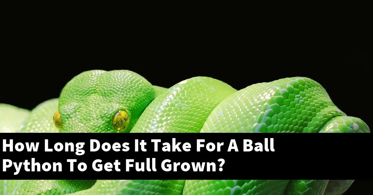How Long Does It Take For A Ball Python To Get Full Grown?