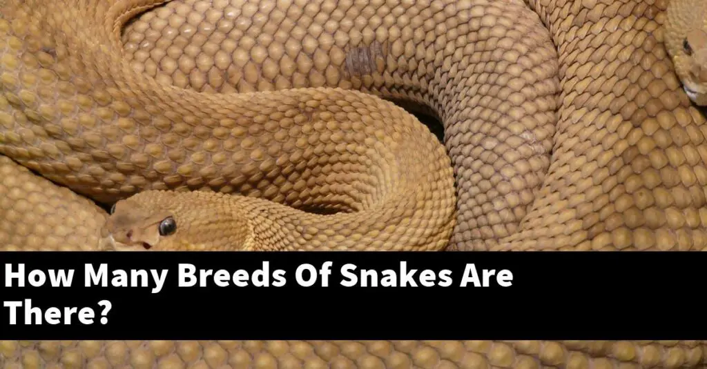 How Many Breeds Of Snakes Are There? - My Reptile Blog