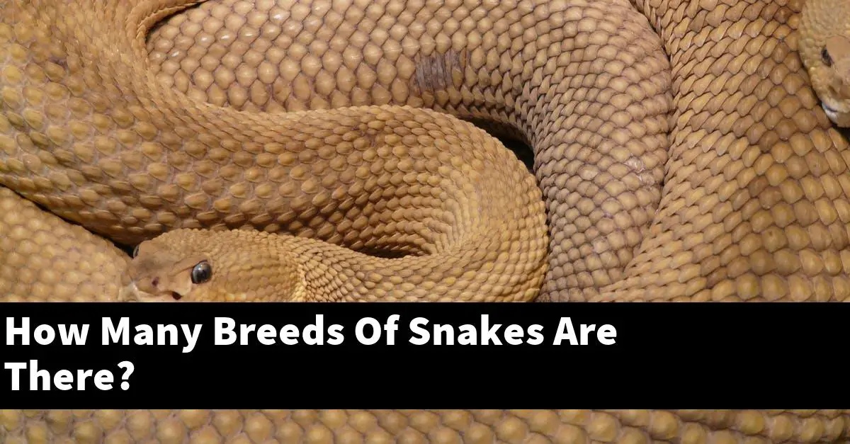 How Many Breeds Of Snakes Are There?